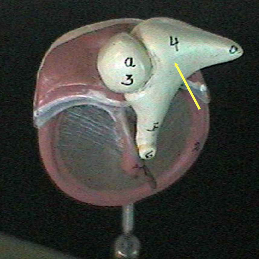 <p>Identify the ear parts. </p>