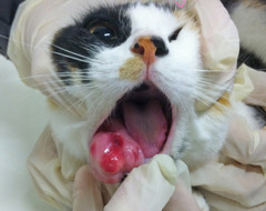 <p>What is this? How do you treat it?</p>