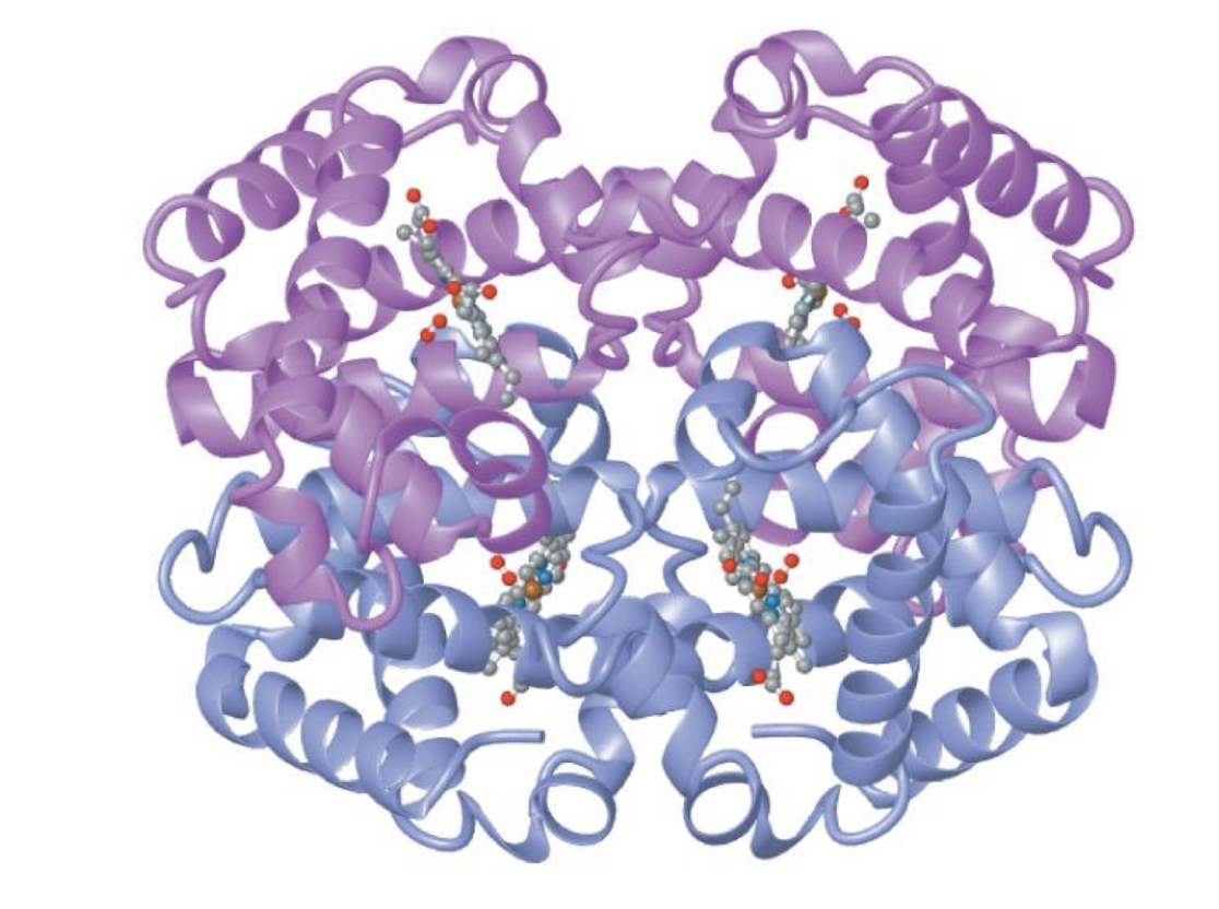 <p>Heterotetramer (4 polypeptide chains) with 2 types of globin: alpha globin and beta globin.</p><p>2 identical alpha chain subunits, 2 identical beta chain subunits. Each subunit has a heme prosthetic group, meaning there are 4 oxygen binding sites (one on each subunit), and 8 alpha helices + loops</p>