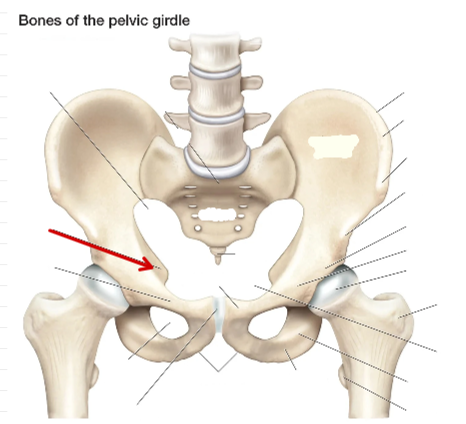 <p>Hip Bone</p>