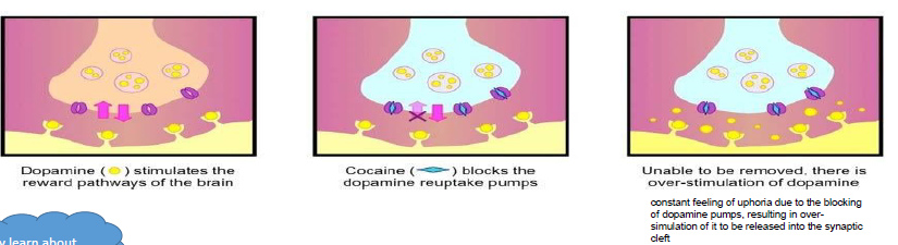 <p>blocks the dopamine and reuptake pumps, causing a feeling of euphoria from the overstimulation of dopamine production</p>