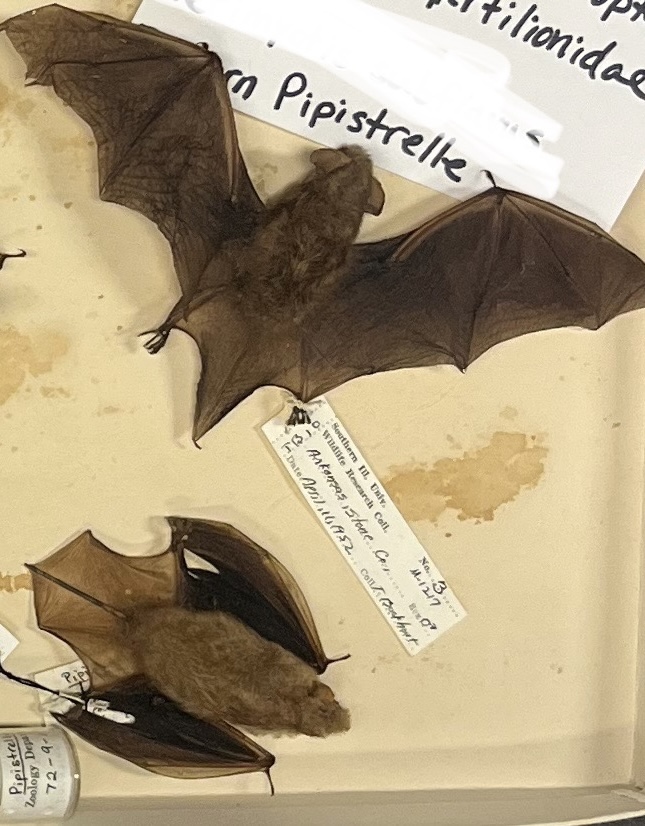 <p>Tri-colored Bat</p>