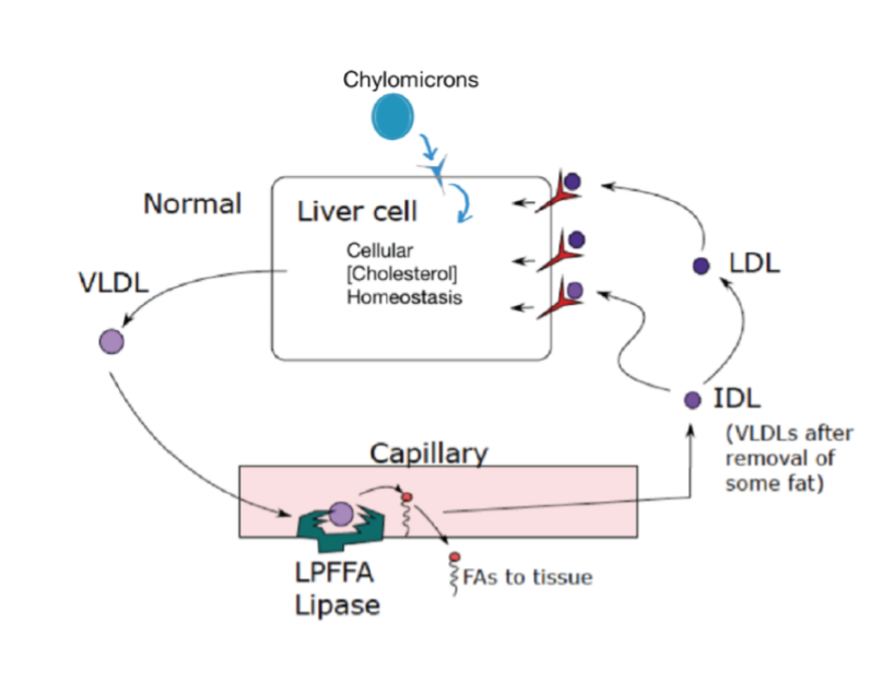 <p>How are fats delivered from the liver to the tissues?</p>