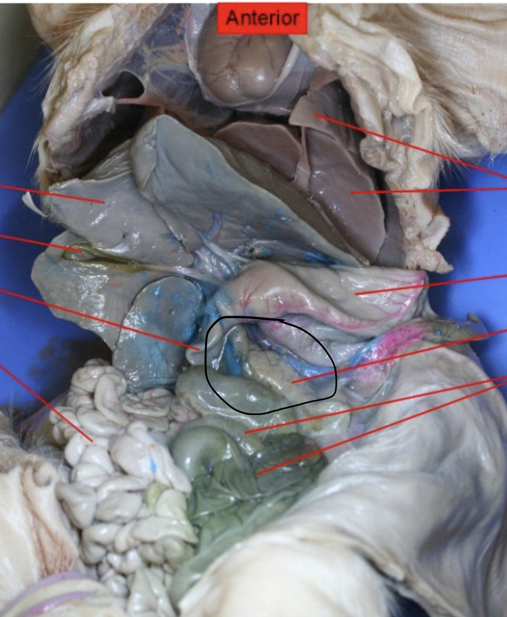 <p>Identify the Organ</p>