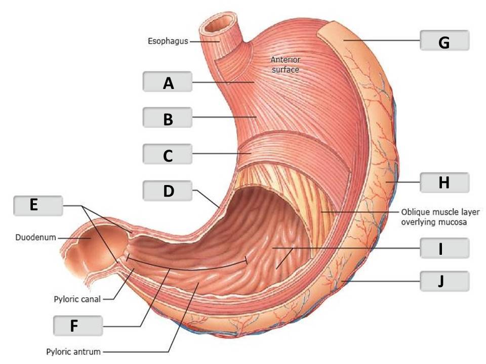 <p>Identify the stomach structure labeled "F".</p><p> </p><p>body</p><p> </p><p>fundus</p><p> </p><p>pylorus</p><p> </p><p>pyloric sphincter</p>