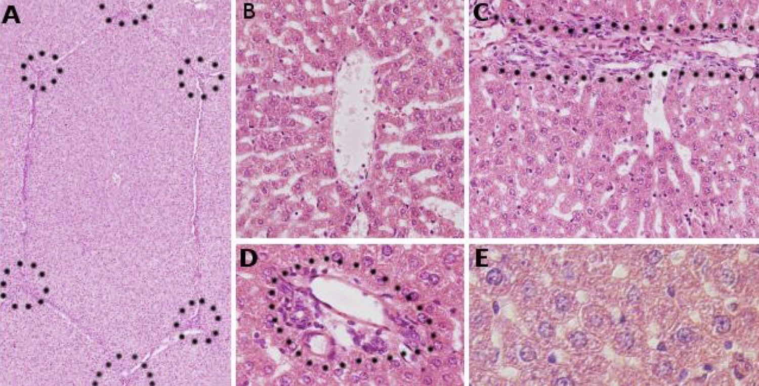 <p>Identify the Organ and Structures?</p>