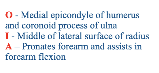 <p>What muscle is being described?</p>