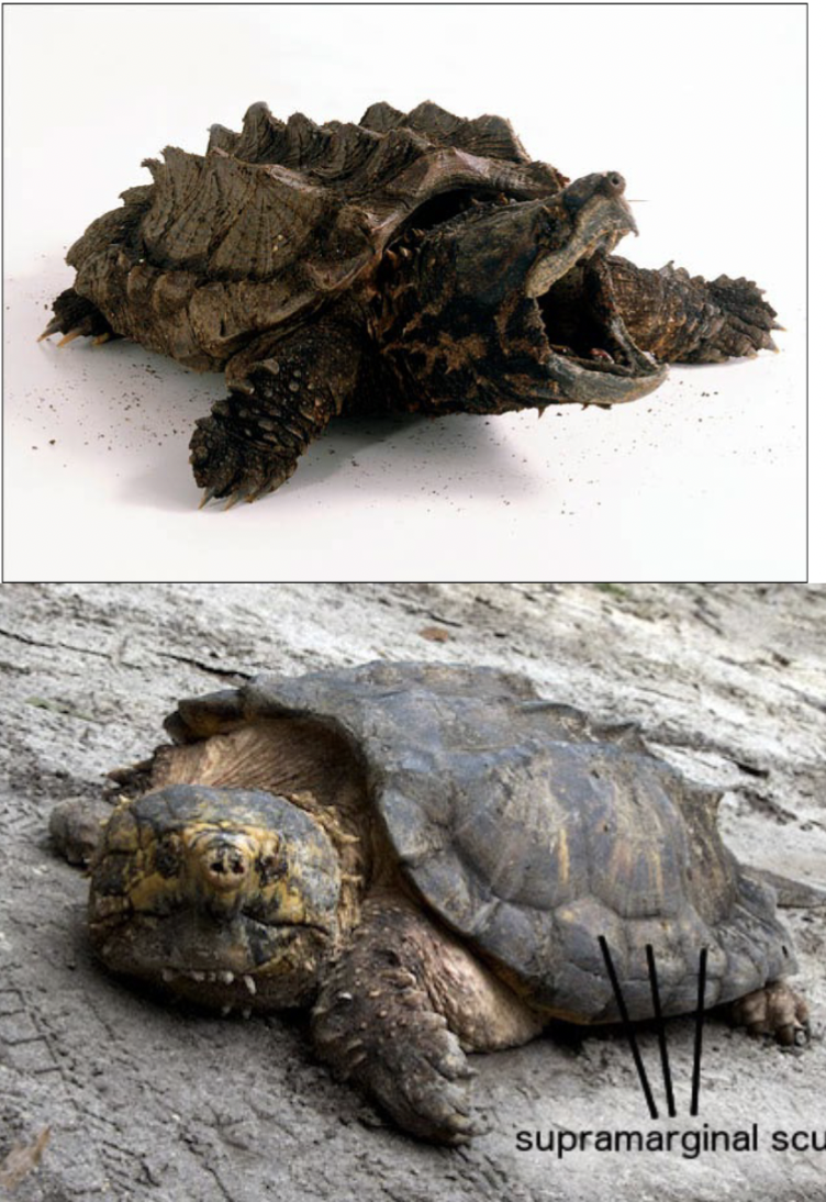 <p>massive head, hooked beak, three</p><p>longitudinal keels; deeply serrated in</p><p>rear; extra row of scutes between</p><p>marginal and costal scutes on side of</p><p>carapace, tail is long with round bumps</p><p><strong>dist:</strong> W KY</p>