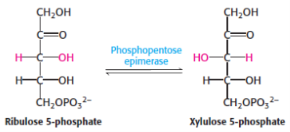 <p>4th step of penthose phosphate pathway/<span style="background-color: transparent;">hexose monophosphate shunt/phosphogluconate pathway</span></p><p>catalysed by <span style="background-color: transparent;"><strong>ribulose-5-phosphate epimerase</strong></span></p>