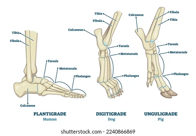 <ul><li><p>key characteristic of quadrupedal herbivores</p></li><li><p>plantigrade, digitigrade, unguligrade- gradual lenghtening</p></li><li><p>longer steps to cover more ground</p></li><li><p>run fast</p></li><li><p>distal limb is also lightened</p></li><li><p>lose digits- lighter weight</p></li></ul><p></p>