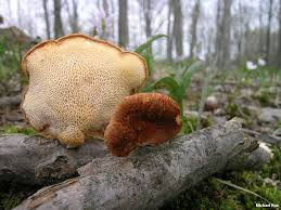 <p><strong>(<em>Neofavolus alveolaris</em>)</strong> – Orange-tan bracket with honeycomb pores. Dead hardwood. <strong>Saprophyte.</strong><br><strong>Uses:</strong> Not edible (tough).</p>