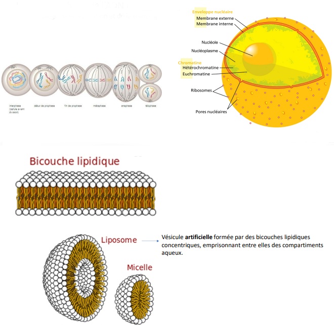 <p>Soutien, protection du matériel génétique </p><p>Lieu de synthèse de l’ADN et des l’ARNs Siège de la réplication et de la transcription</p>