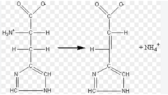 <p>enzyme classification: cleave bonds by means other than hydrolysis and oxidation</p>