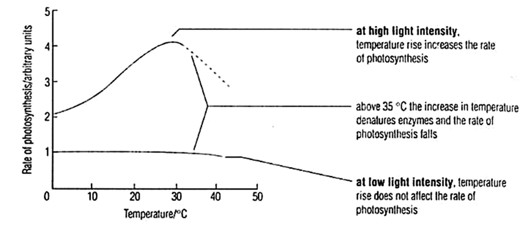 <ul><li><p>temperature affects the rate of enzymatic reaction</p><ul><li><p>especially for enzymes involved in Calvin Cycle (dark reaction)</p></li><li><p>enzymes (e.g., NADP+ reductase, ATP synthase) in light reaction are also affected</p></li></ul></li><li><p>for every 10°C increase in temperature, up till its optimum temperature, the rate of photosynthesis doubles</p></li><li><p>beyond the optimum temperature, the enzymes denature</p></li></ul><p></p>