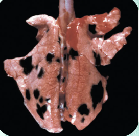 <p>What congenital lung anomaly is a common incidental finding seen at slaughter in pigs and ruminants, presenting as multifocal flat black spots across the parenchyma?</p>
