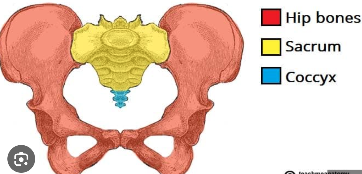 <p>The shoulder girdle - Scapula (shoulder blade) + Cavicle (collar bone)</p><p>The Pelvic girdle - Hip, Sacrum, Coccyx</p>
