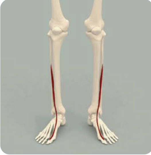 <p>O: Medial aspect of the fibula; interosseous membrane of the leg</p><p>I: Dorsal surface of the first distal phalanx</p><p>A: Extension of digit 1; dorsiflexion of the foot; inversion of the foot</p><p>N: Deep peroneal nerve</p>
