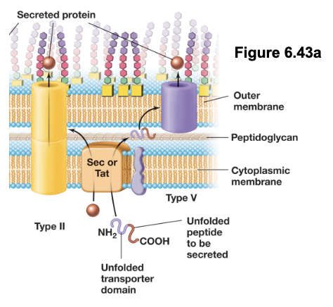 <ul><li><p>In the first step, the Sec system transports the autotransporter protein in an unfolded state across the inner membrane into the periplasm</p></li><li><p>The autotransporter contains two domains: a β-barrel transporter domain and a passenger domain</p></li><li><p>The transporter domain inserts into the outer membrane and forms a pore, allowing the passenger domain to pass through to the cell surface or extracellular environment (folds into functional form); an autoproteolysis separates the two domains</p></li><li><p>T5SS is used to secrete virulence factors such as exoenzymes (e.g. IgA protease), adhesins (e.g. pertactin), cytotoxins (e.g. vacuolating cytotoxin) (all contribute to bacterial pathogenicity)</p></li></ul><p></p>