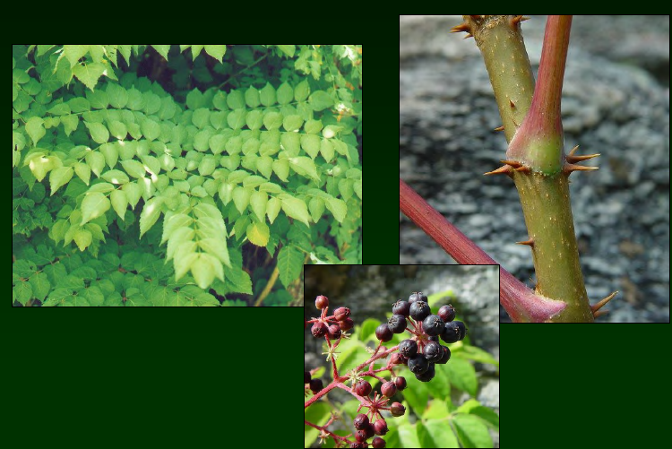 <p>•</p><p>Araliaceae</p><p>•</p><p>Common throughout SE U.S.</p><p>•</p><p>Found in mesic forests</p><p>•</p><p>Key Characters:</p><p>•</p><p>Heavily armed twigs</p><p>•</p><p>Large, bi-pinnately compound leaves</p><p>•</p><p>Black berries</p>