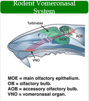<p><span>Most mammals have a second olfactory system, termed the VNO, or accessory olfactory system. The VNO classically responds to pheromones to mediate sexual,<br>reproductive, and aggressive responses. The odorants that trigger these responses and are processed by the VNO are termed pheromones. Pheromones are often found in saliva, urine, or other bodily fluids and can thus encode sex and species specific information to influence animal behavior. Dispute if it actually functions in<br>humans</span></p>