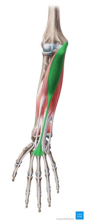 <p><span>M. palmaris longus</span></p><p><span>Ursprung, Ansatz, Funktion</span></p>