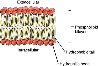 <p>most important component of plasma memb: phosholipid bilayer</p><p>phosphate heads hydrophilic - they facing outside the cell and they facing inside the cell cuz we have water inside and outside the cell so water is not directly facing the lipids, which don’t like water</p><p>—> we have phosphate balls on the outside and inside of plasma memb so water doesn’t seep inside the cell! - phosphate heads won’t allow water to enter in but they can face (tolerate) the water.</p><p>lipid tails hydrophobic - are inside plasma memb as tails cuz lipids cant face water.</p><p>— </p>