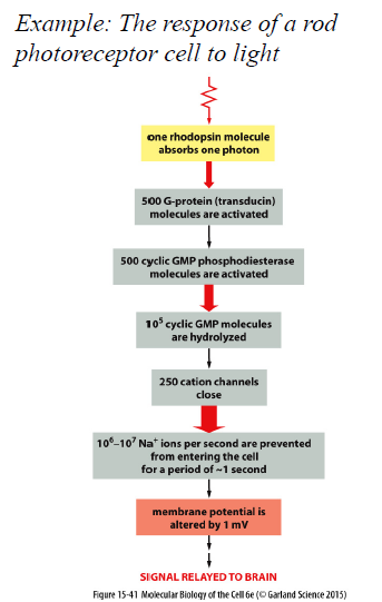 <p>GPCR pathways bruger enzymatiske kaskader og second messengers til signal amplification.</p><p>Et enkelt aktiveret receptorprotein kan aktivere mange G-proteiner, som aktiverer mange downstream molekyler og giver et stort cellulært respons.</p>