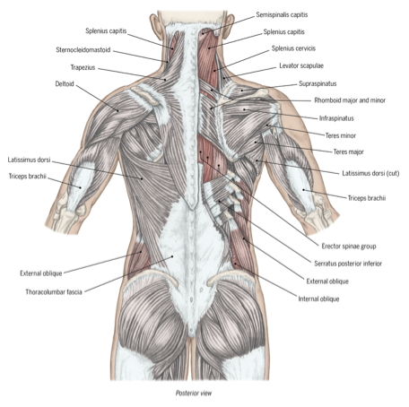 <p>what is the function of spinal muscles </p>