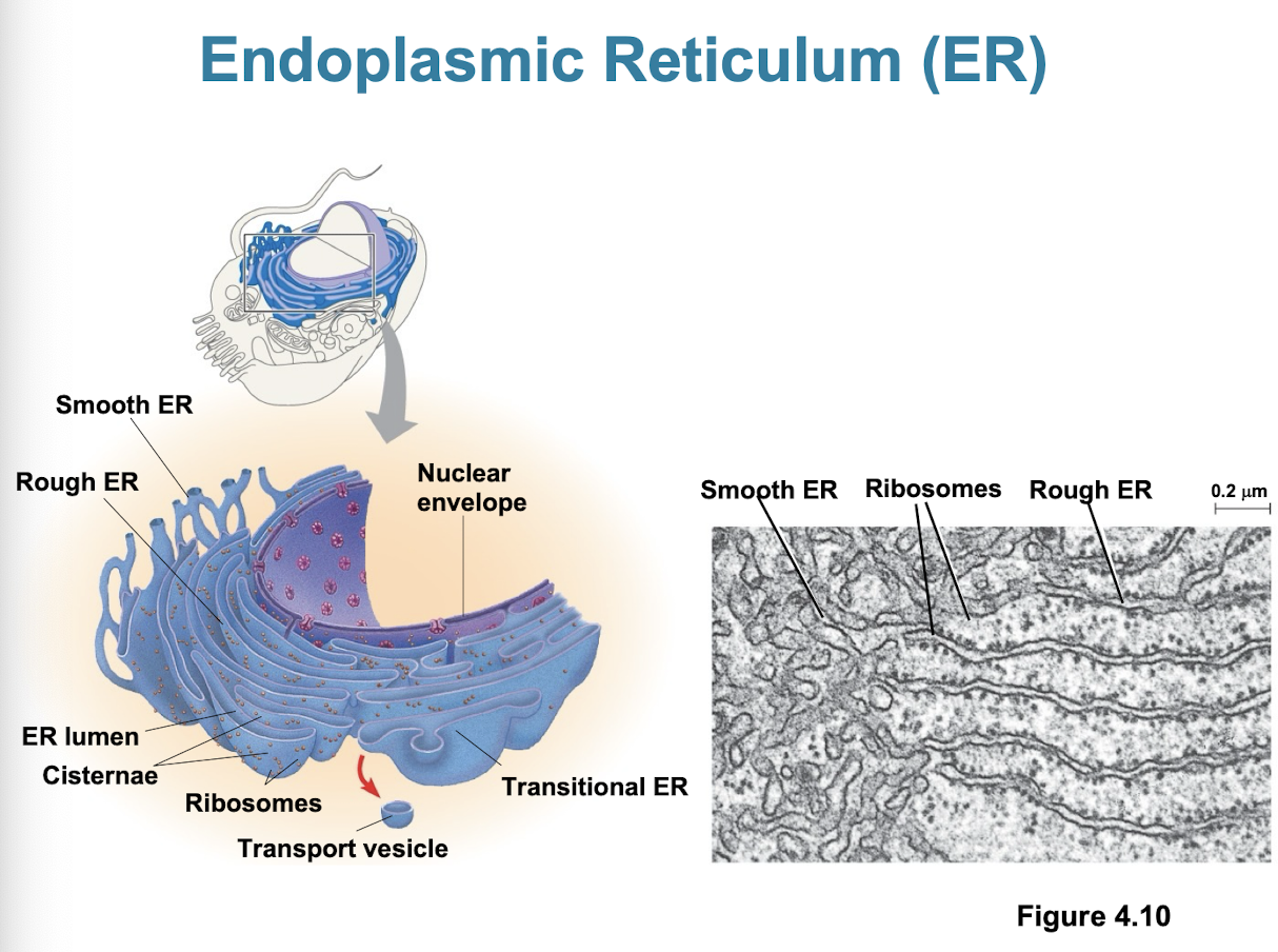 <ul><li><p>can account for more than half the total membrane in eukaryotic cells</p></li><li><p>continuous with nuclear envelope</p></li><li><p>Smooth ER + Rough ER</p></li></ul><p></p>