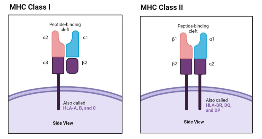 <p>MHC Receptors</p>
