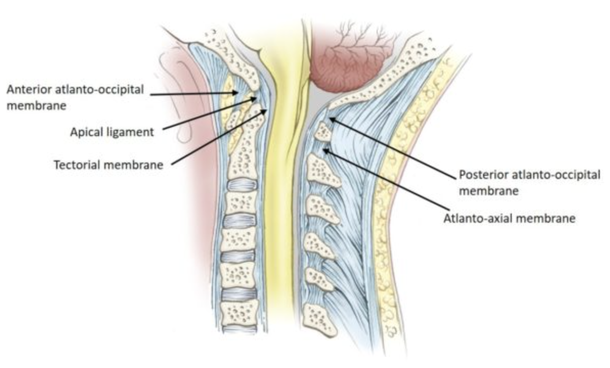 <p>atlanto-occipital membrane and ligaments</p>