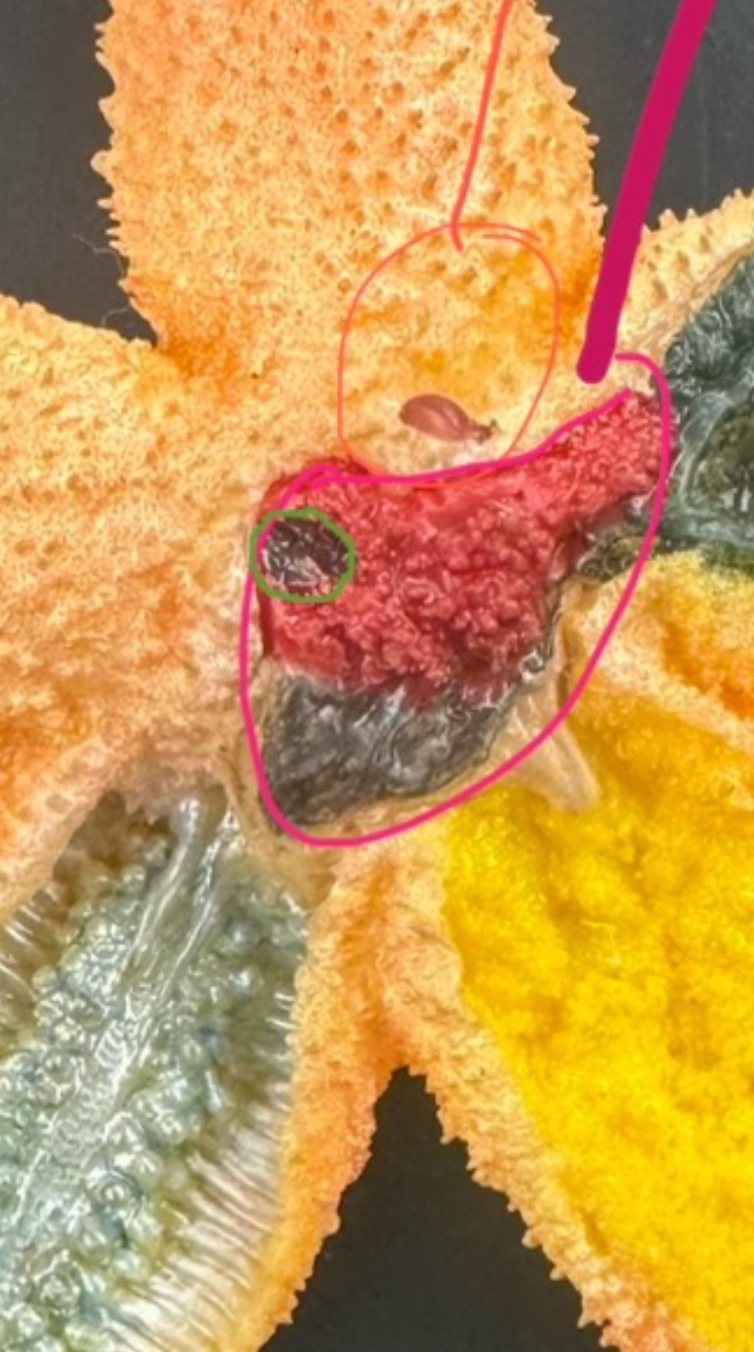 <p>Structure: green</p>
