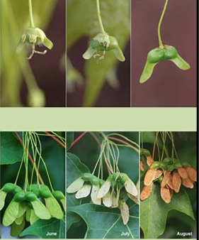 <p>Samara (matures in sept-oct)   </p>