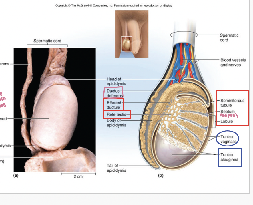 <p>rete testies and epididymis</p>
