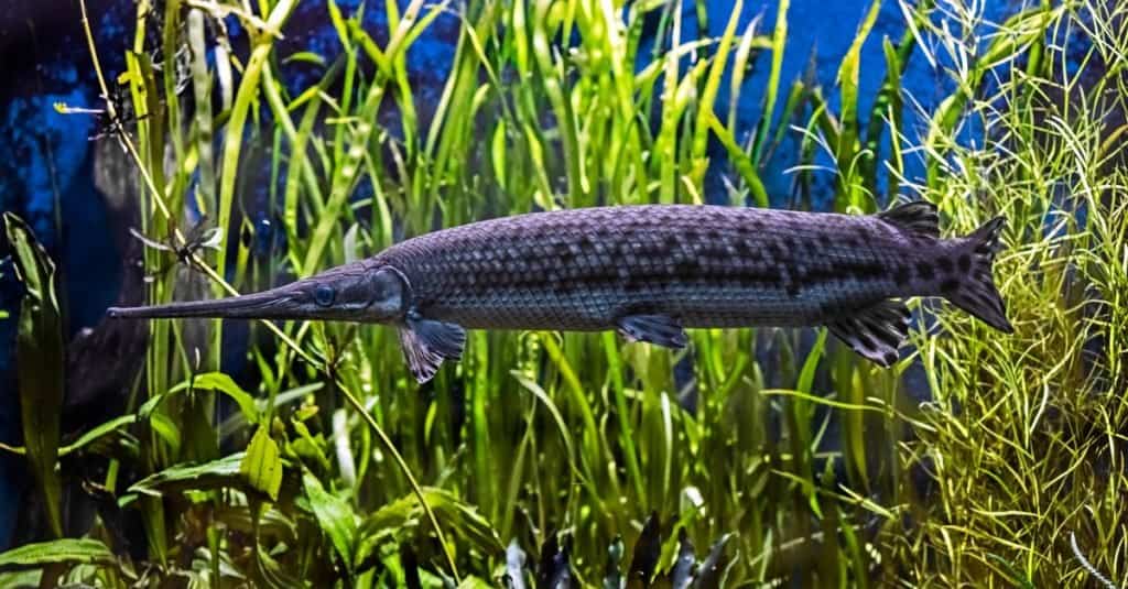 <ul><li><p>Native to NY, close to shore in weedy lakes and rivers</p></li><li><p>2-4 ft</p></li><li><p>Eat small fish</p></li><li><p>Fun fact: considered a “living fossil,” gar have been around for nearly 10 million years</p></li></ul><p></p>