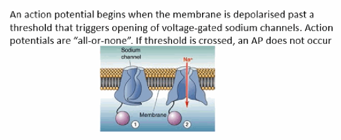 <p>Physically-gated Na+ channels opening (e.g., stretch-sensitive Na+ channels in the skin), or depolarisation “inherited” (spread passively) from elsewhere in the neuron.</p>