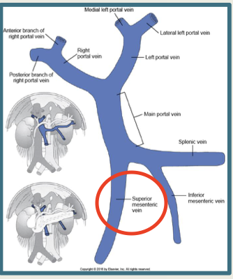 <p><span style="line-height: normal;">• </span>Courses from inferior to superior and drains the small and large intestine via</p><p class="p1"><span style="line-height: normal;">several smaller branches.</span></p><p class="p1"><span style="line-height: normal;">• </span>Joins the splenic vein to form the main portal vein</p>