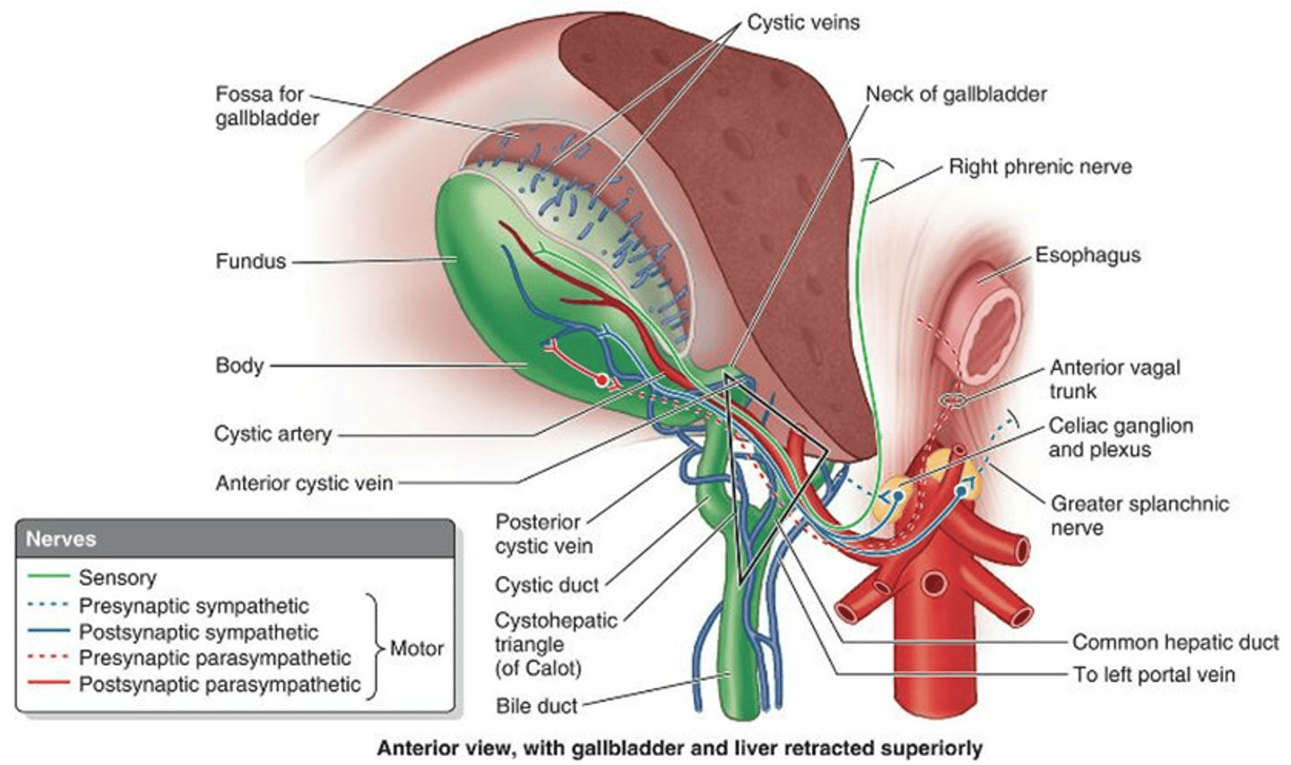 <p>cystic vein (lead to portal vein)</p>