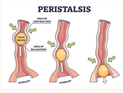 <p>peristalsis - smooth muscle contraction (contracts behind the food and relaxes in front of the food</p>