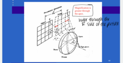 <p>REVIEW: Magnification will increase towards the (base/apex) of a prism</p>
