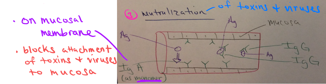 <p>IgA (as a monomer on the mucosal membrane) and IgG block the attachment of toxins and viruses to the mucosa.</p>