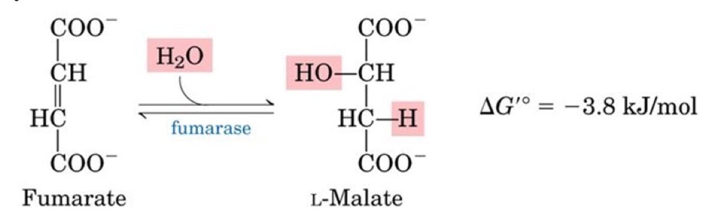 <p>conversion of fumarate to malate</p>