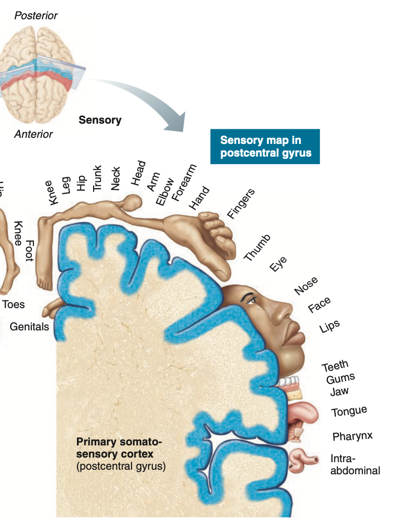 <p>Afferent pathway transmits all sensory stimuli to the brain, to the <strong>somatosensory cortex</strong>.</p><p>Action potentials received from certain locations of the body go to specific portions of the somatosensory cortex.</p>