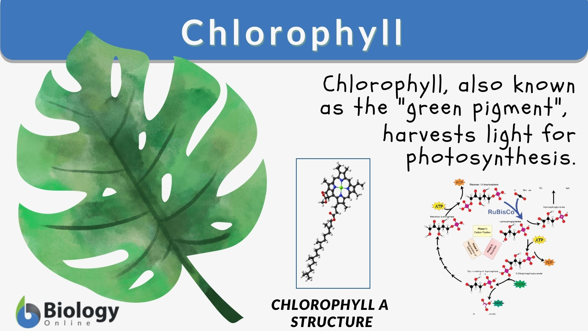 <p>Chlorophyll</p>