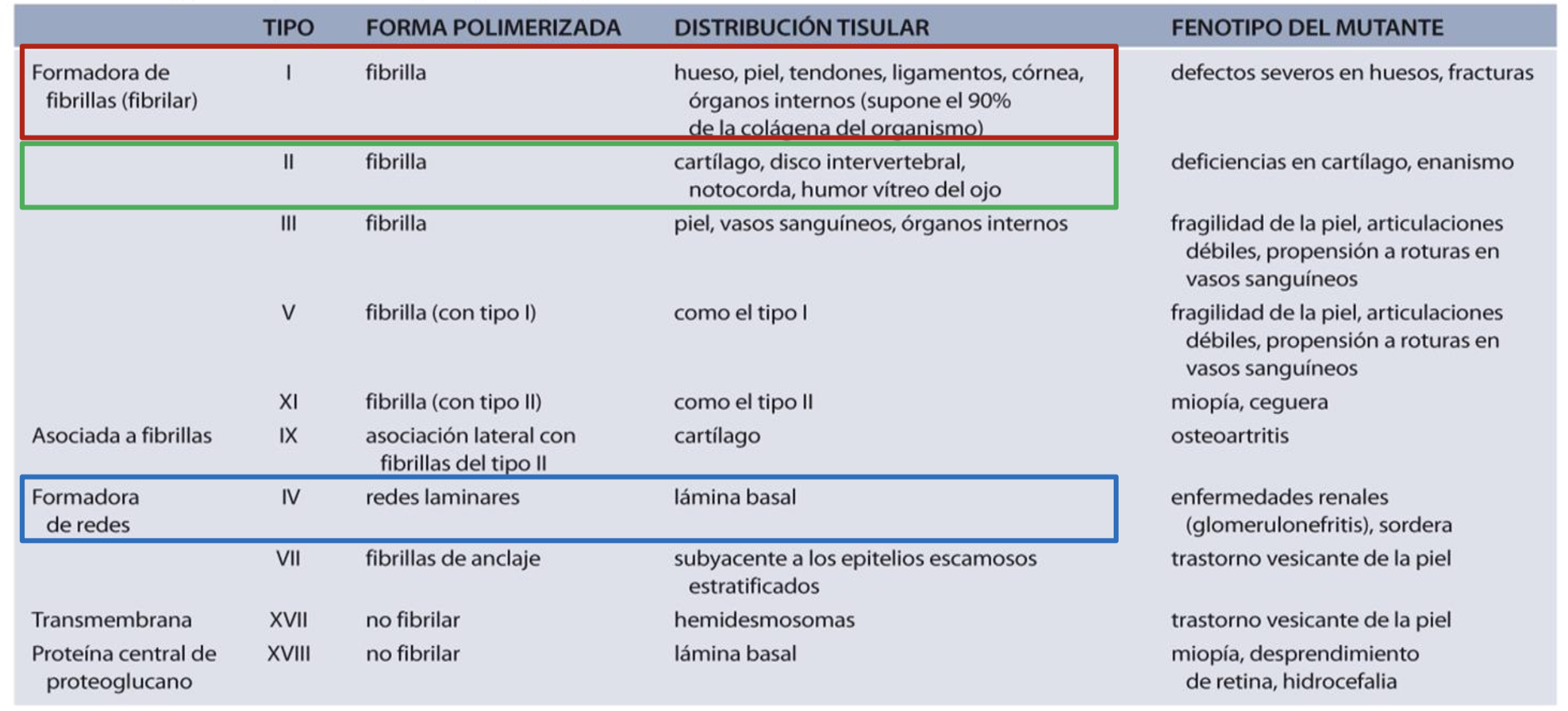<p>F<br>Es el colágeno I</p>