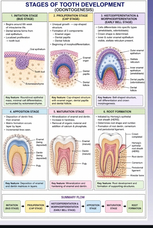 <p>Dental Lamina</p><p>Bud Stage</p><p>Cap Stage</p><p>Bell stage</p><p>Apposition stage</p><p>Maturation stage</p>