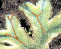 <p>What kind of branching does liverworts do?</p>