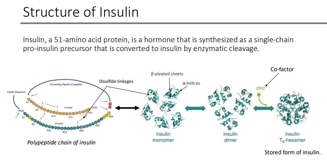 <p>pro-insulin precursor that is converted to insulin by enzymatic cleavage</p><ul><li><p>zinc is a co-factor!</p></li></ul><p></p>