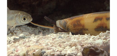 <p>A radula that is modified into a venomous harpoon (remember, gastropoda still, aka mollusca)</p>