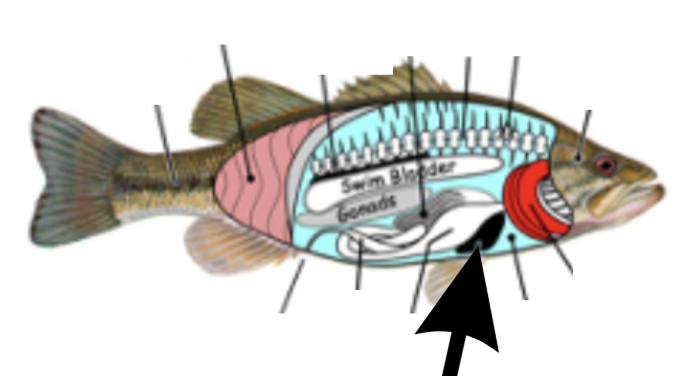 <p>What is this part on the fish?</p>